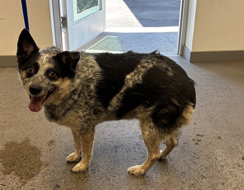 WANDA, an adoptable Queensland Heeler in Mesa, AZ