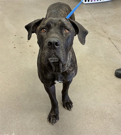 MATILDA, an adoptable Cane Corso Mastiff in Mesa, AZ
