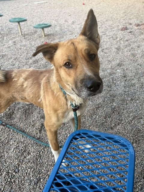 PABLO, an adoptable Carolina Dog in Mesa, AZ
