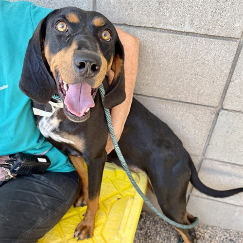 BELLA ANNE, an adoptable Black and Tan Coonhound in Mesa, AZ
