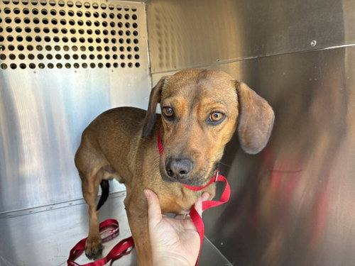 CHURRO, an adoptable Dachshund in Mesa, AZ