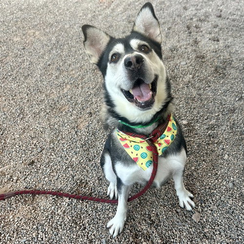 ALMONDO, a dog for adoption from Maricopa County Animal Care & Control - East Valley Animal Care Center