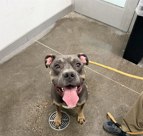 SCOTTY, an adoptable American Pit Bull Terrier in Mesa, AZ