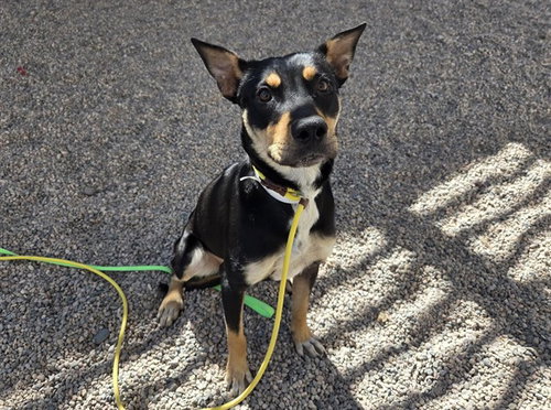 LOVE, an adoptable Australian Kelpie in Mesa, AZ