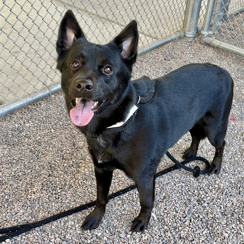 LUNA, an adoptable Akita in Mesa, AZ