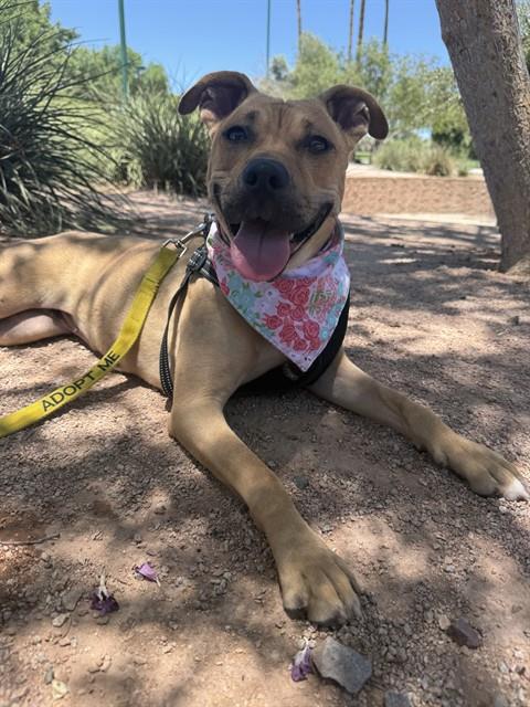 UMMARA, an adoptable American Pit Bull Terrier in Mesa, AZ