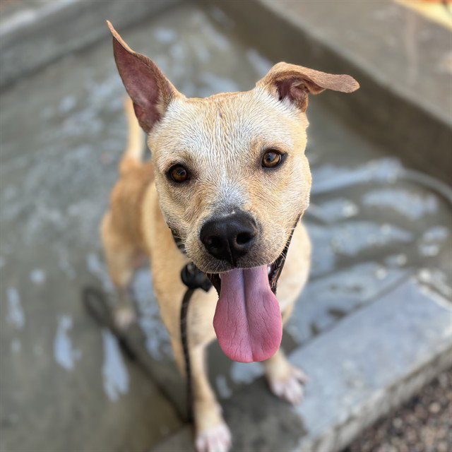 DUNE