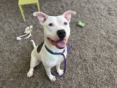 BINKY, an adoptable American Pit Bull Terrier in Mesa, AZ