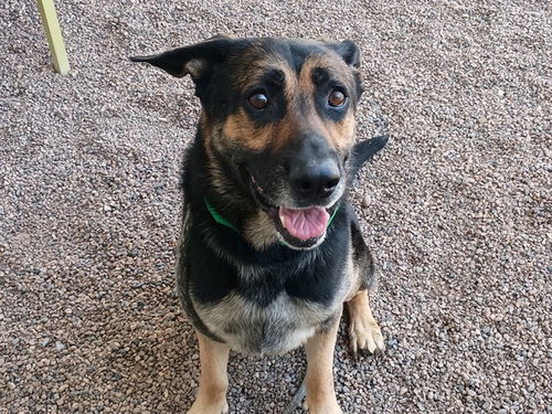 RIVER, an adoptable German Shepherd Dog in Mesa, AZ