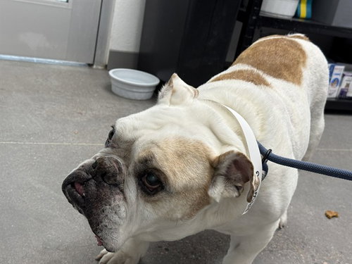 DOZER