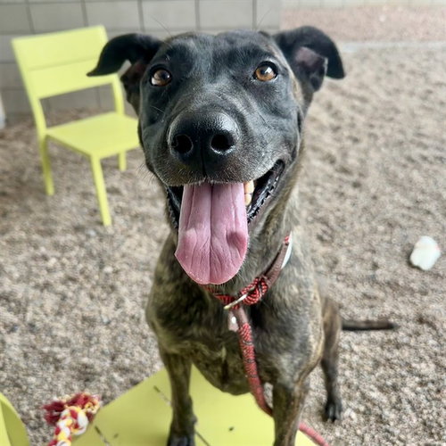 NINA, an adoptable German Shepherd Dog in Mesa, AZ