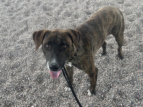 BRINDLE