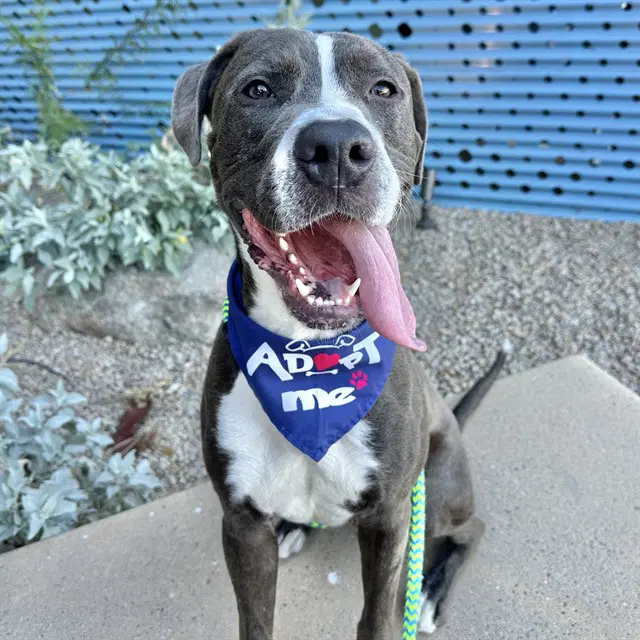 Napa - American Pit Bull Terrier