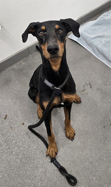 CASPIAN, an adoptable Doberman Pinscher in Mesa, AZ