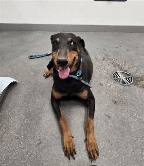 LOLA, an adoptable Doberman Pinscher in Mesa, AZ