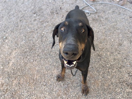 DUKE, an adoptable Doberman Pinscher in Mesa, AZ