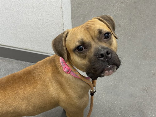 PENELOPE