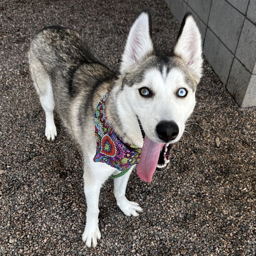 PAWDREY HEPBURN, an adoptable Husky in Mesa, AZ
