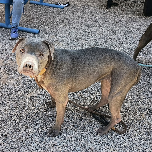 COCO