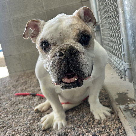 DOZER