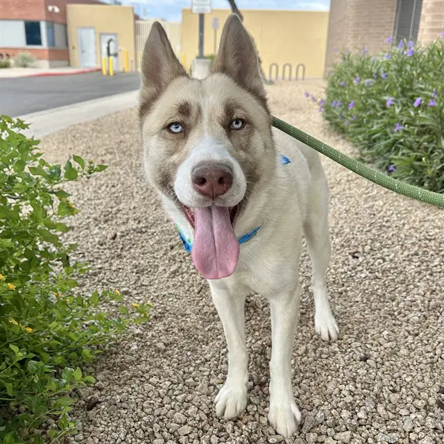 Lestatt - Siberian Husky