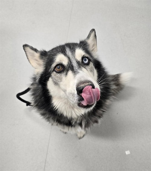 BALTO
