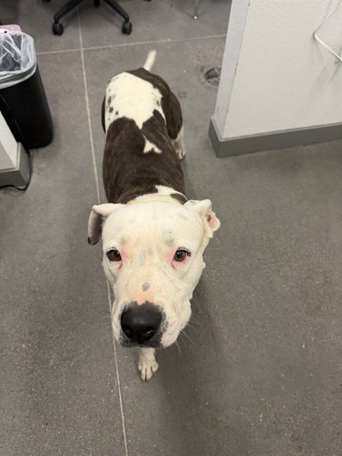 NIBBLE