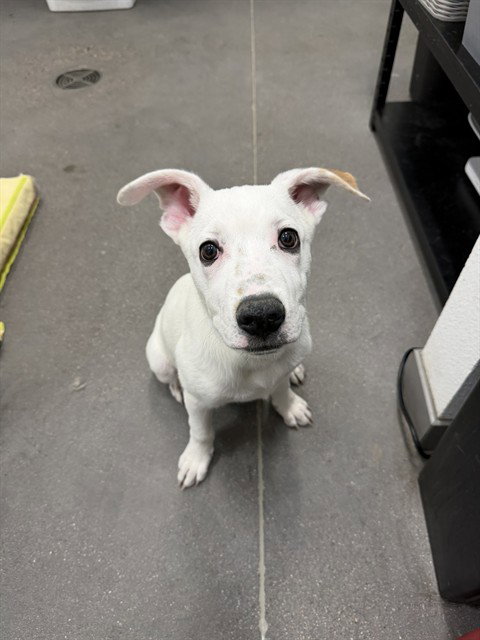 BOWIE