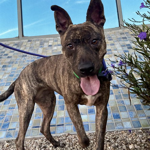 VIDEL, a dog for adoption from Maricopa County Animal Care & Control - East Valley Animal Care Center