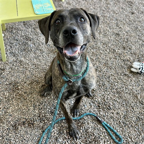 FRANCIS, an adoptable Dutch Shepherd in Mesa, AZ
