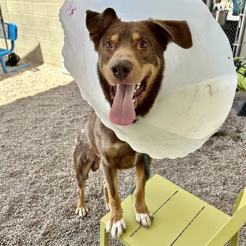 WILEY, an adoptable Labrador Retriever in Mesa, AZ