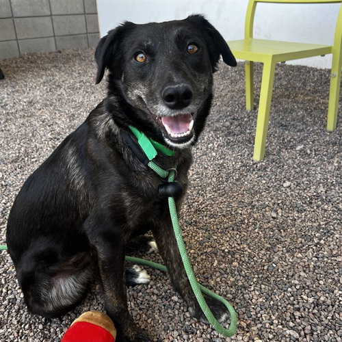 PIGPEN, an adoptable Catahoula Leopard Dog in Mesa, AZ