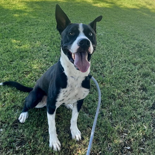 BUCKEYE, an adoptable American Pit Bull Terrier in Mesa, AZ