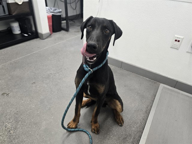 VADER