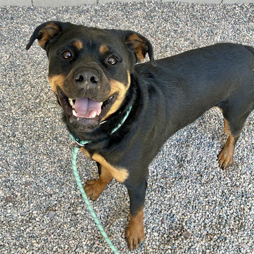 GEORGIE, an adoptable Rottweiler in Mesa, AZ