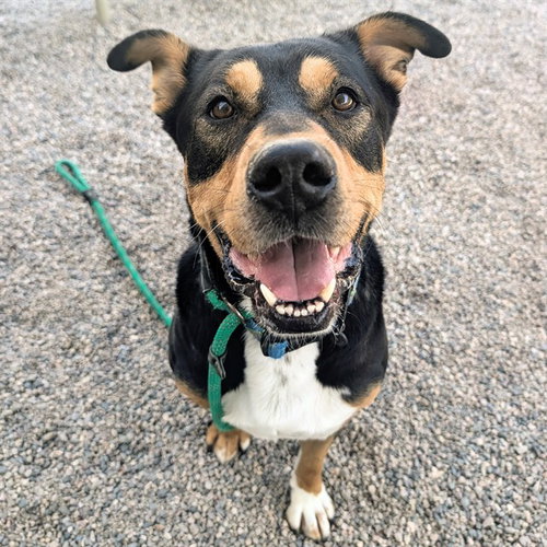 CASS, an adoptable Doberman Pinscher in Mesa, AZ