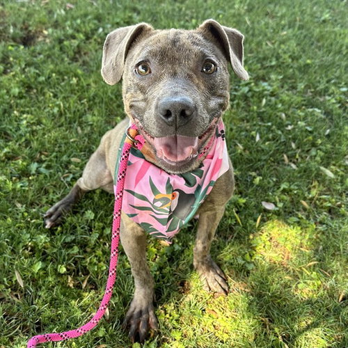 OPHELIA, an adoptable Australian Kelpie in Mesa, AZ