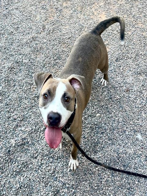 REMI, an adoptable American Pit Bull Terrier in Mesa, AZ
