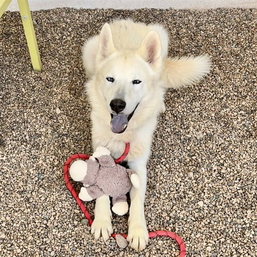 OSO, an adoptable Husky in Mesa, AZ