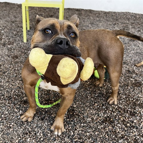 BOBA MILKTEA, an adoptable Staffordshire Bull Terrier in Mesa, AZ