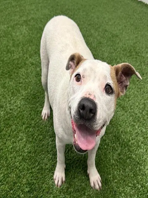Skye - American Pit Bull Terrier