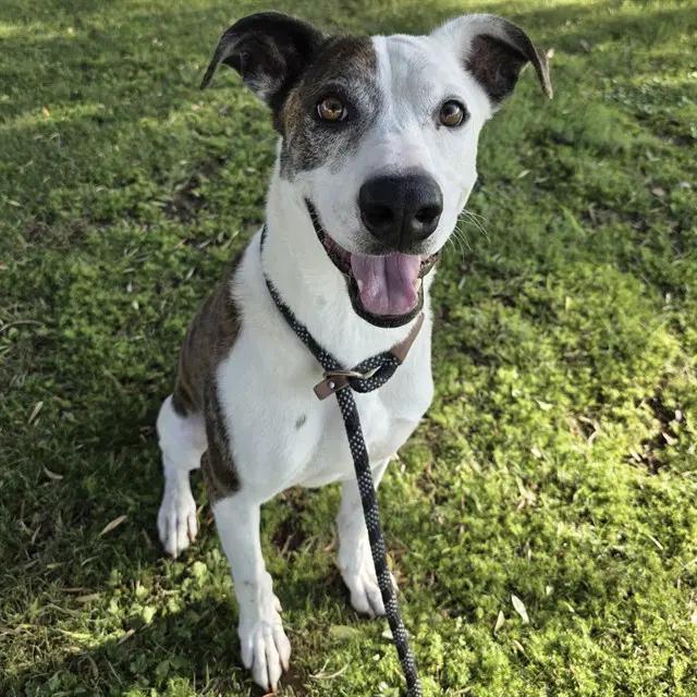 Fred - American Pit Bull Terrier