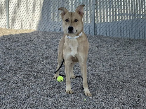 GAGE, an adoptable German Shepherd Dog in Mesa, AZ