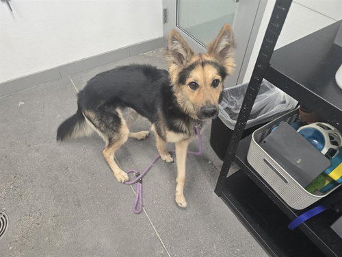 ZANE, an adoptable German Shepherd Dog in Mesa, AZ