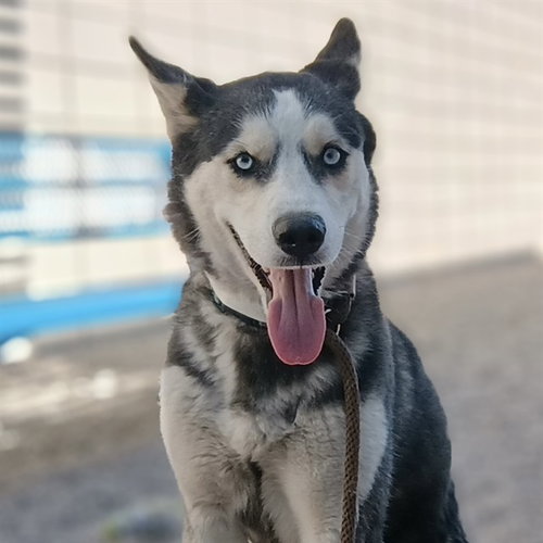 Kleo