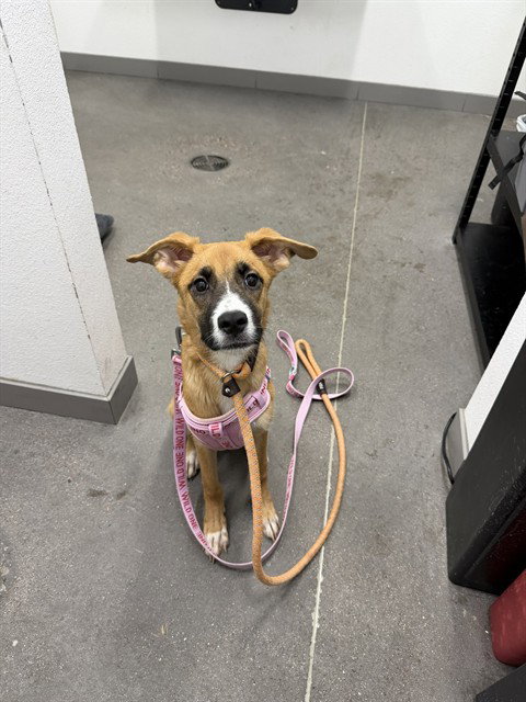 PINEAPPLE, an adoptable German Shepherd Dog in Mesa, AZ