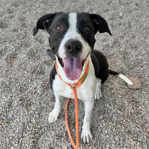 picture of the dog needing adoption