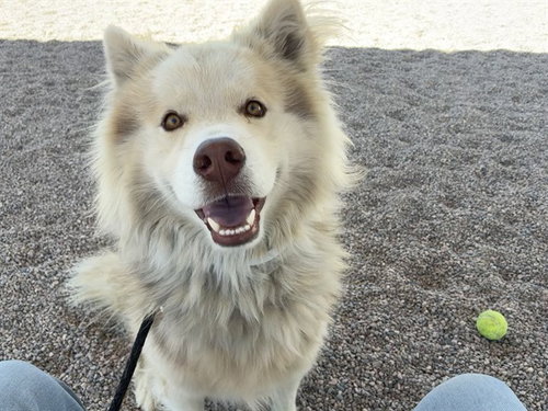 TOTORO, an adoptable Chow Chow in Mesa, AZ