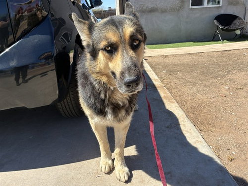 BLUE, an adoptable German Shepherd Dog in Mesa, AZ