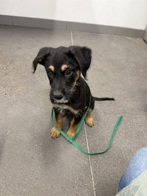 PERCY, an adoptable German Shepherd Dog in Mesa, AZ